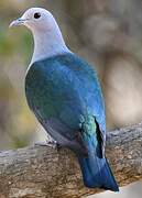 Green Imperial Pigeon