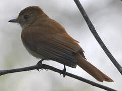 Rufous Casiornis