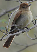 Rufous Casiornis