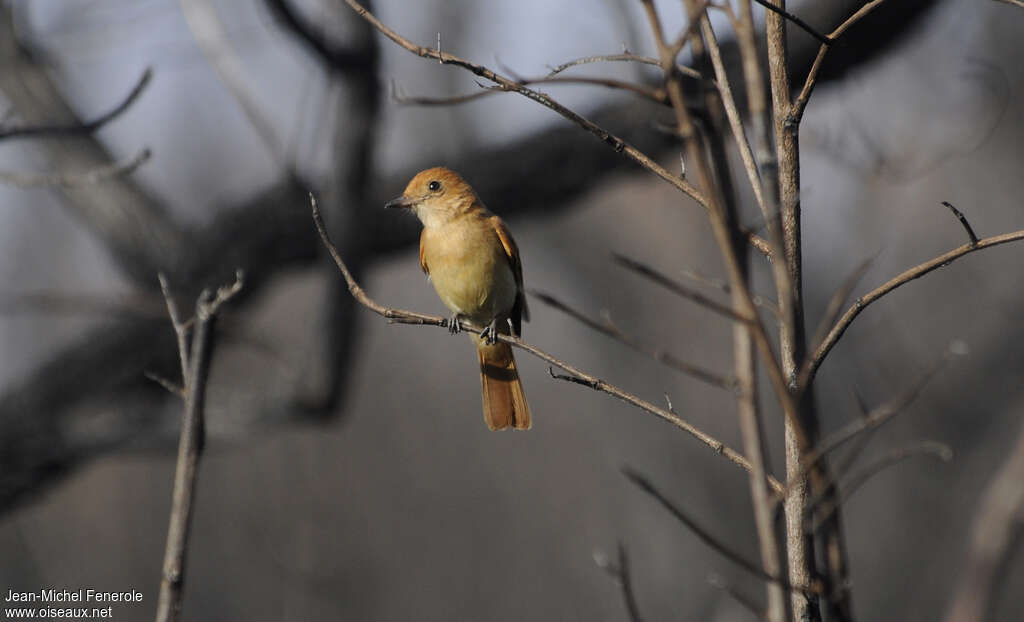 Rufous Casiornisadult