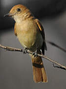 Rufous Casiornis