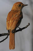 Rufous Casiornis