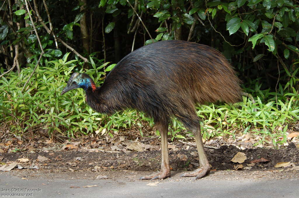 Casoar à casquesubadulte, identification