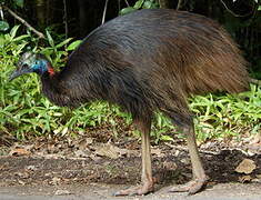 Southern Cassowary