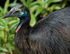 Southern Cassowary