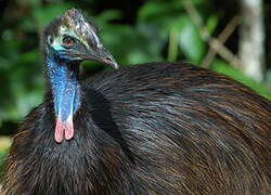 Southern Cassowary