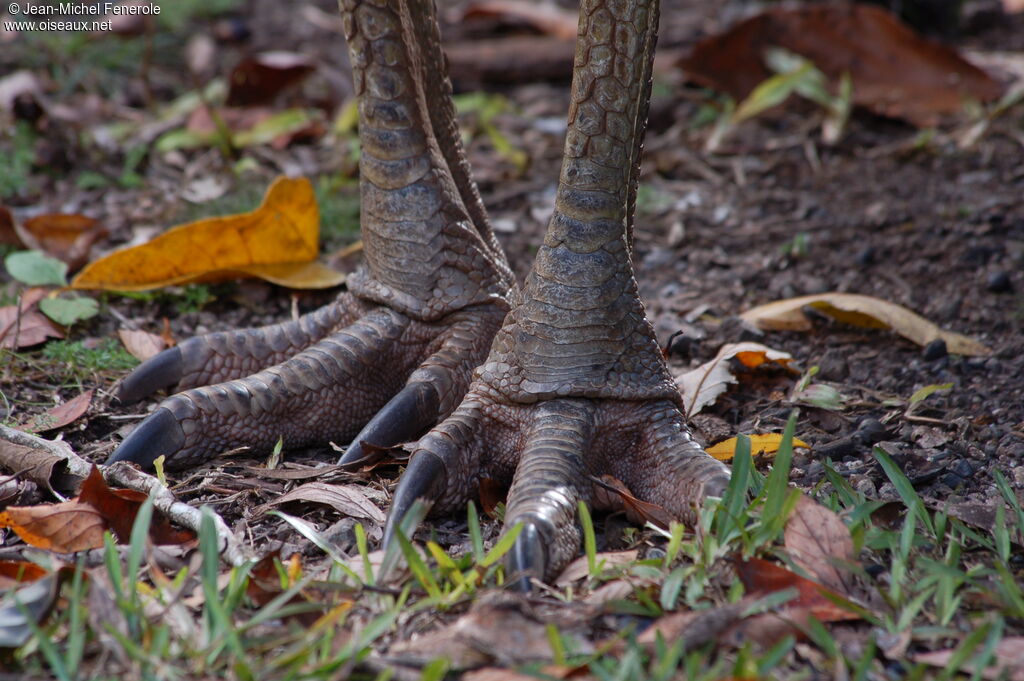 Southern Cassowary