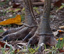 Southern Cassowary