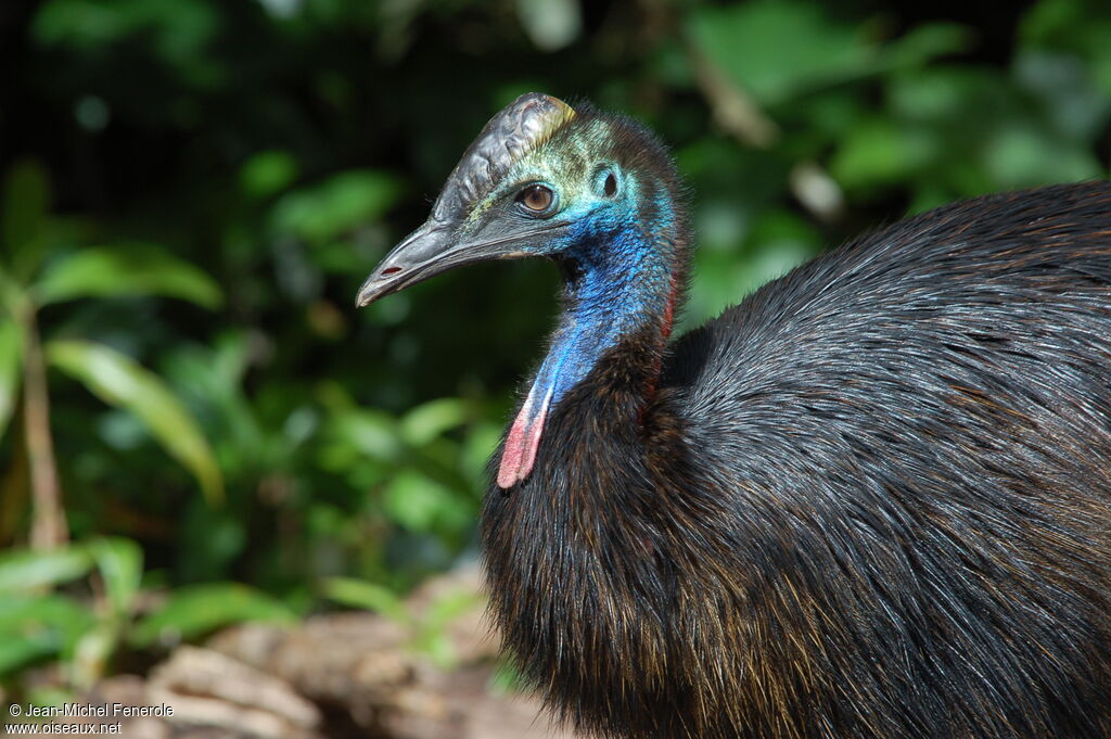 Southern Cassowary