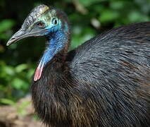 Southern Cassowary