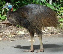 Southern Cassowary