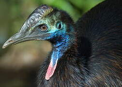 Southern Cassowary