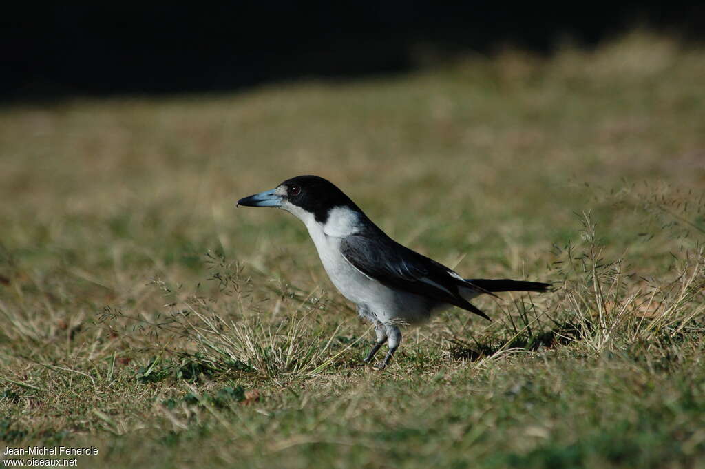 Grey Butcherbird