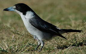 Grey Butcherbird