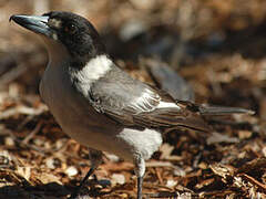 Grey Butcherbird