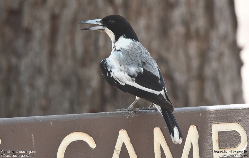 Silver-backed Butcherbird