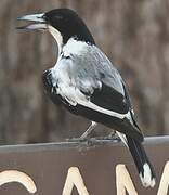 Silver-backed Butcherbird