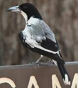 Silver-backed Butcherbird