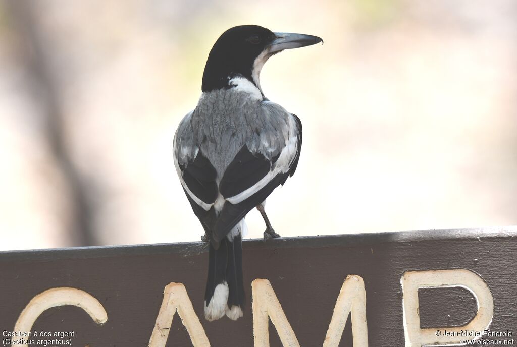 Silver-backed Butcherbird