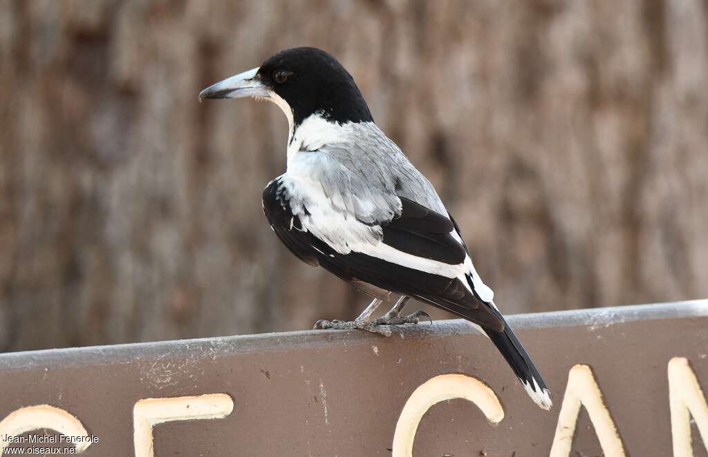 Silver-backed Butcherbird