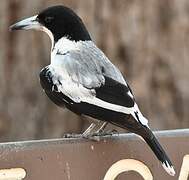 Silver-backed Butcherbird