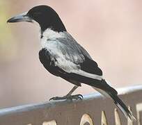 Silver-backed Butcherbird