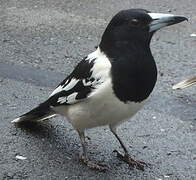 Pied Butcherbird