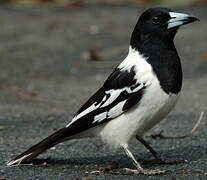 Pied Butcherbird