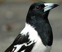 Pied Butcherbird