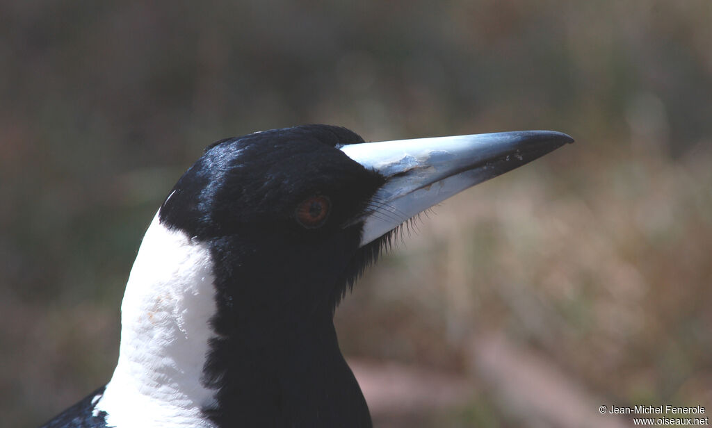 Australian Magpie