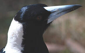 Australian Magpie