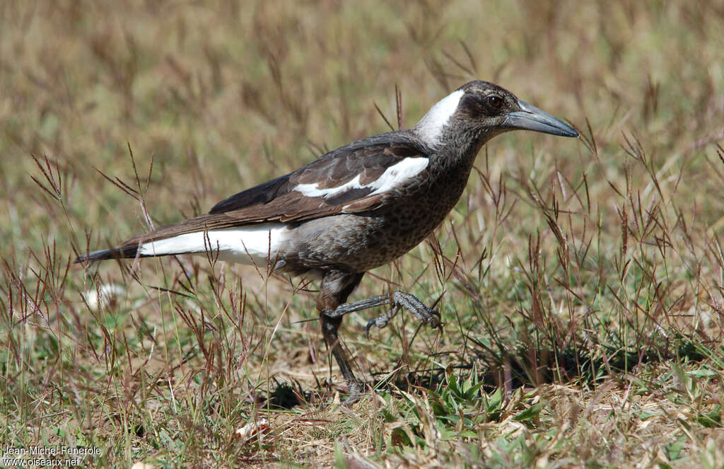 Australian Magpieimmature, identification