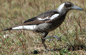 Australian Magpie