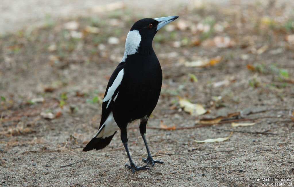 Australian Magpieadult