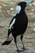 Australian Magpie