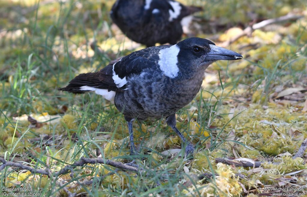 Australian Magpie