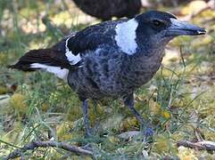 Australian Magpie