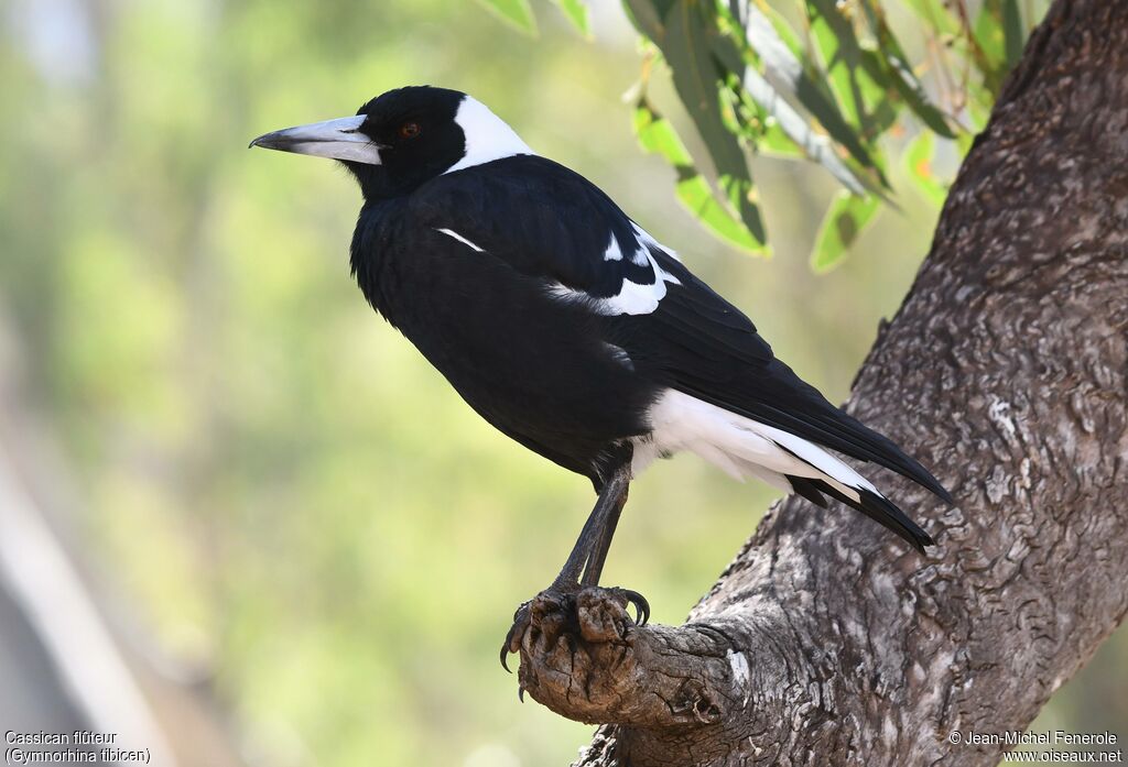 Australian Magpie