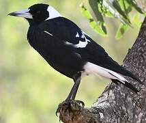 Australian Magpie