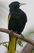 Cassique à ailes jaunes