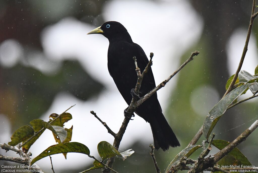 Scarlet-rumped Cacique