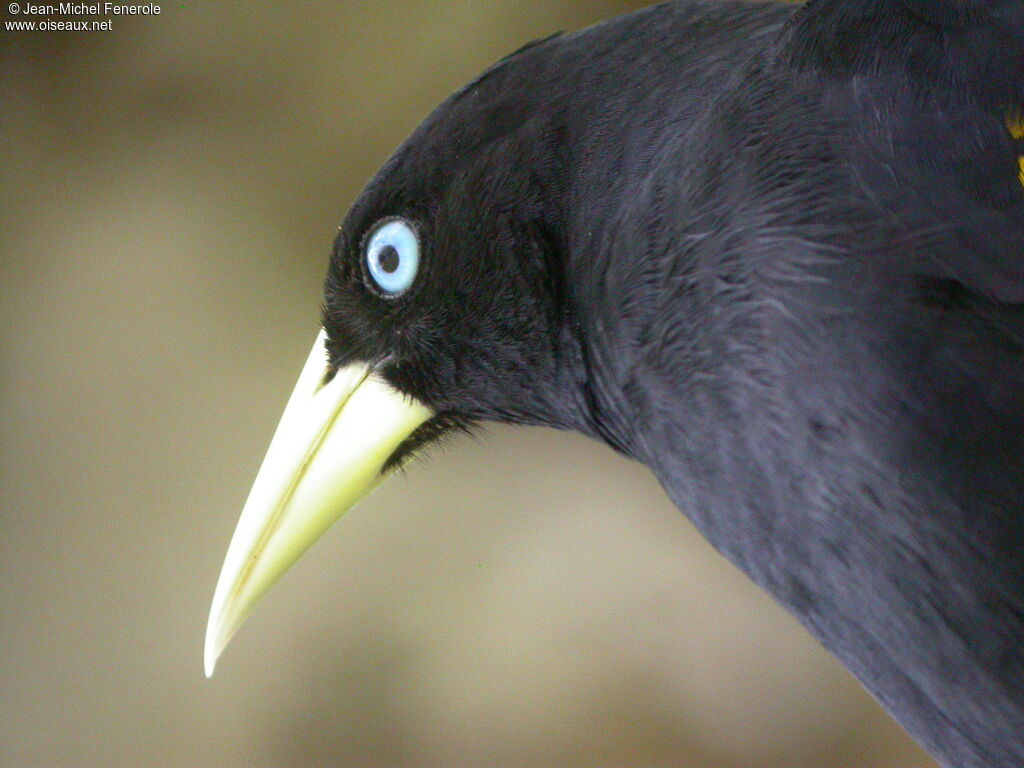 Yellow-rumped Cacique