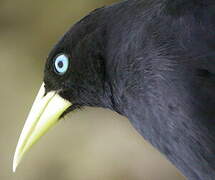 Yellow-rumped Cacique