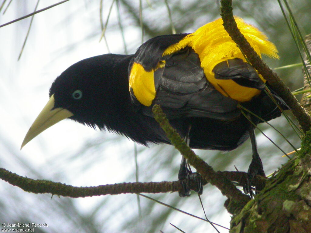 Cassique cul-jaune