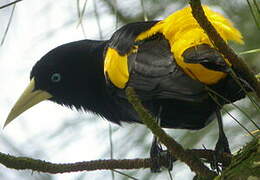 Yellow-rumped Cacique