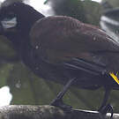 Cassique de Montezuma