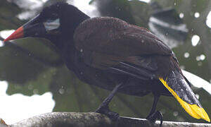 Montezuma Oropendola