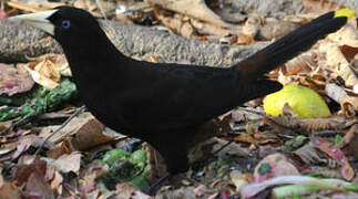 Crested Oropendola