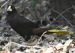 Crested Oropendola