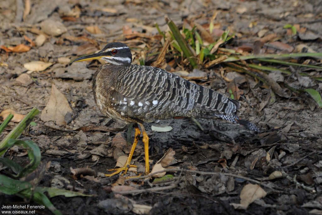 Caurale soleiladulte, identification